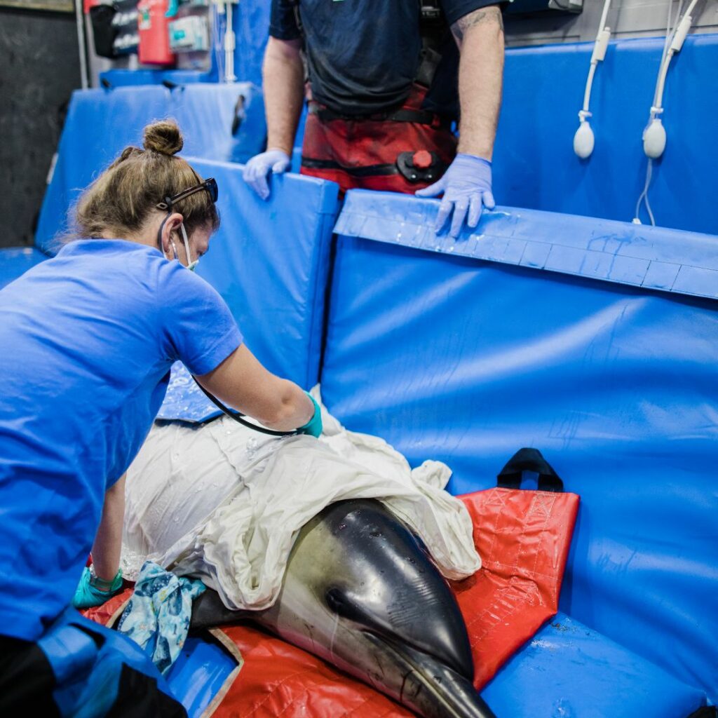 vet working on dolphin