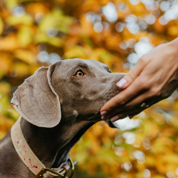 A dog sniffing a hand